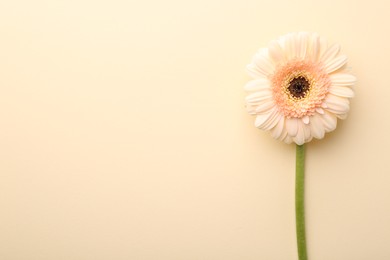 Photo of Beautiful gerbera flower on beige background, top view. Space for text