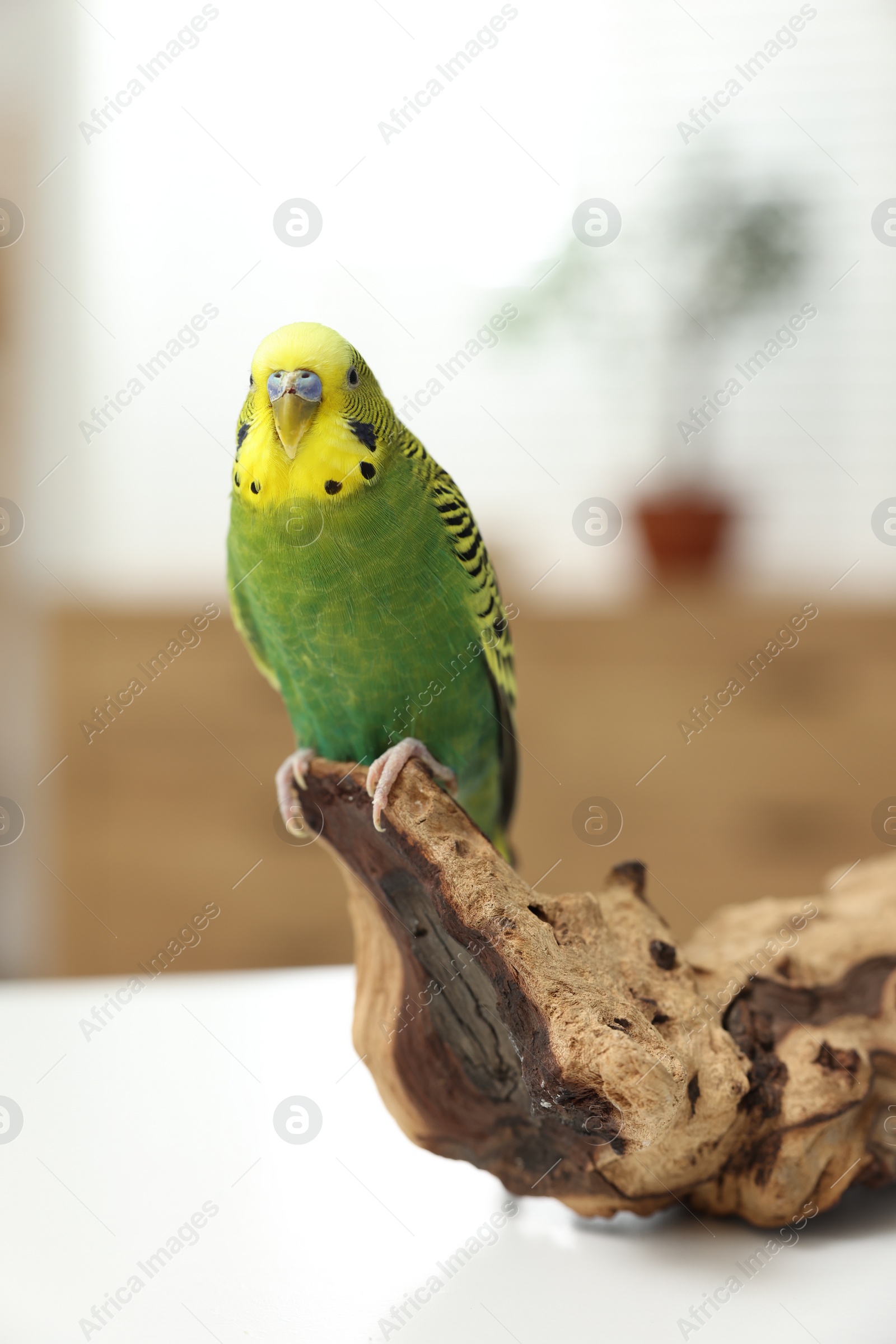 Photo of Pet parrot. Beautiful budgerigar siting on snag on table indoors