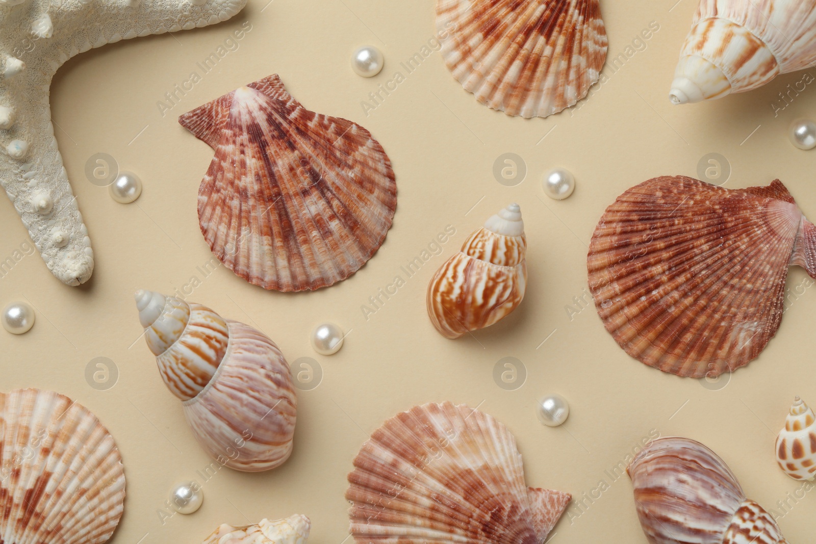 Photo of Beautiful sea shells, starfish and pearls on beige background, flat lay