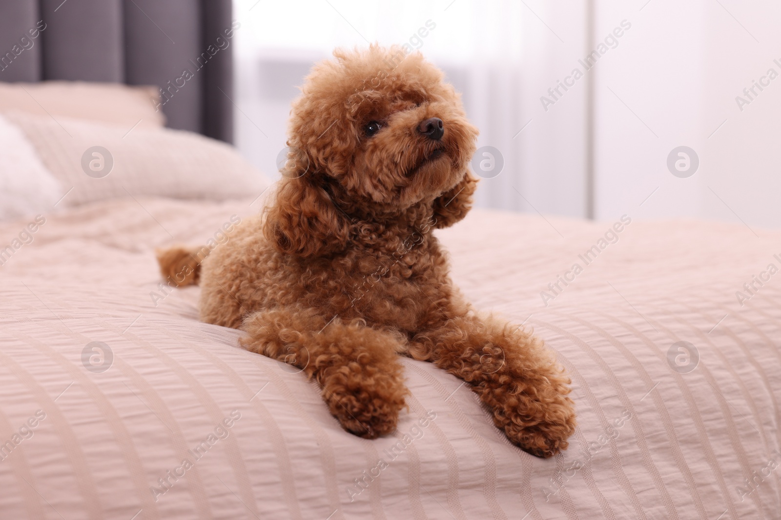 Photo of Cute Maltipoo dog on soft bed at home. Lovely pet