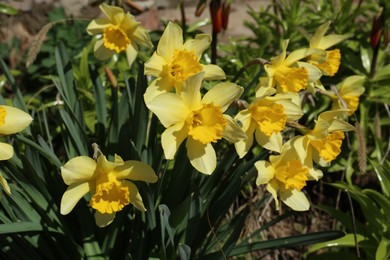 Beautiful yellow daffodils growing outdoors on spring day