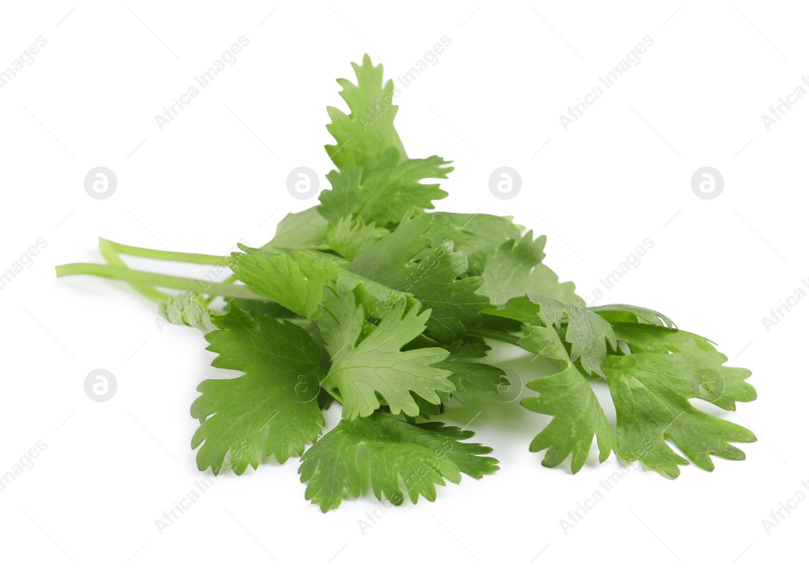 Photo of Fresh green coriander leaves on white background