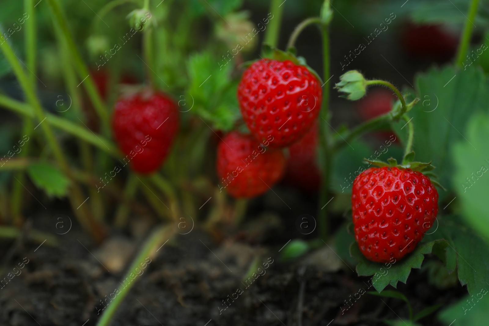 Photo of Strawberry plant with ripening berries growing in field, closeup