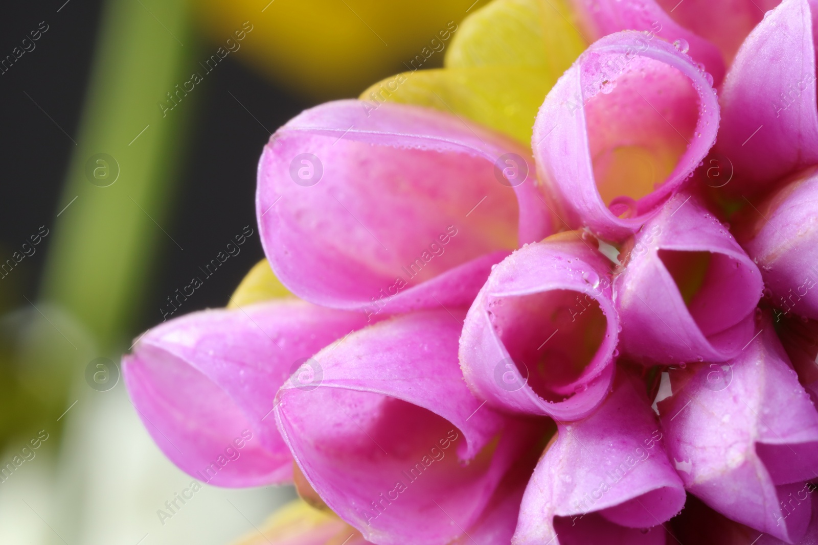 Photo of Beautiful Dahlia flower with water drops on blurred background, macro