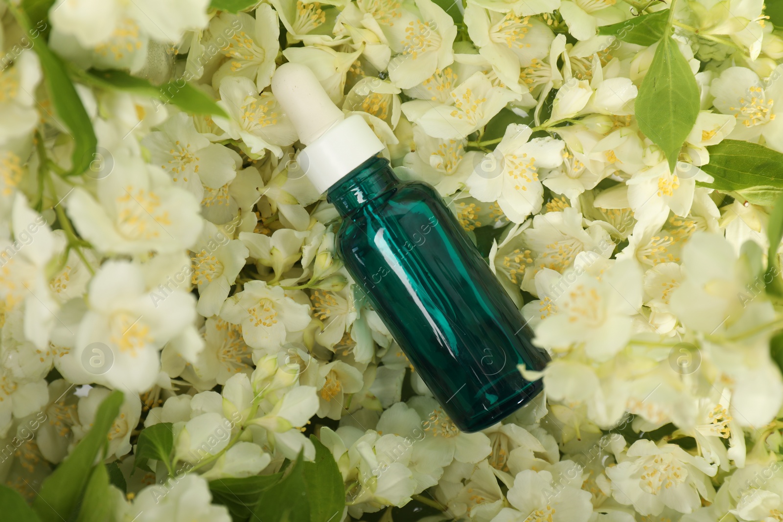 Photo of Essential oil in bottle on beautiful jasmine flowers, top view