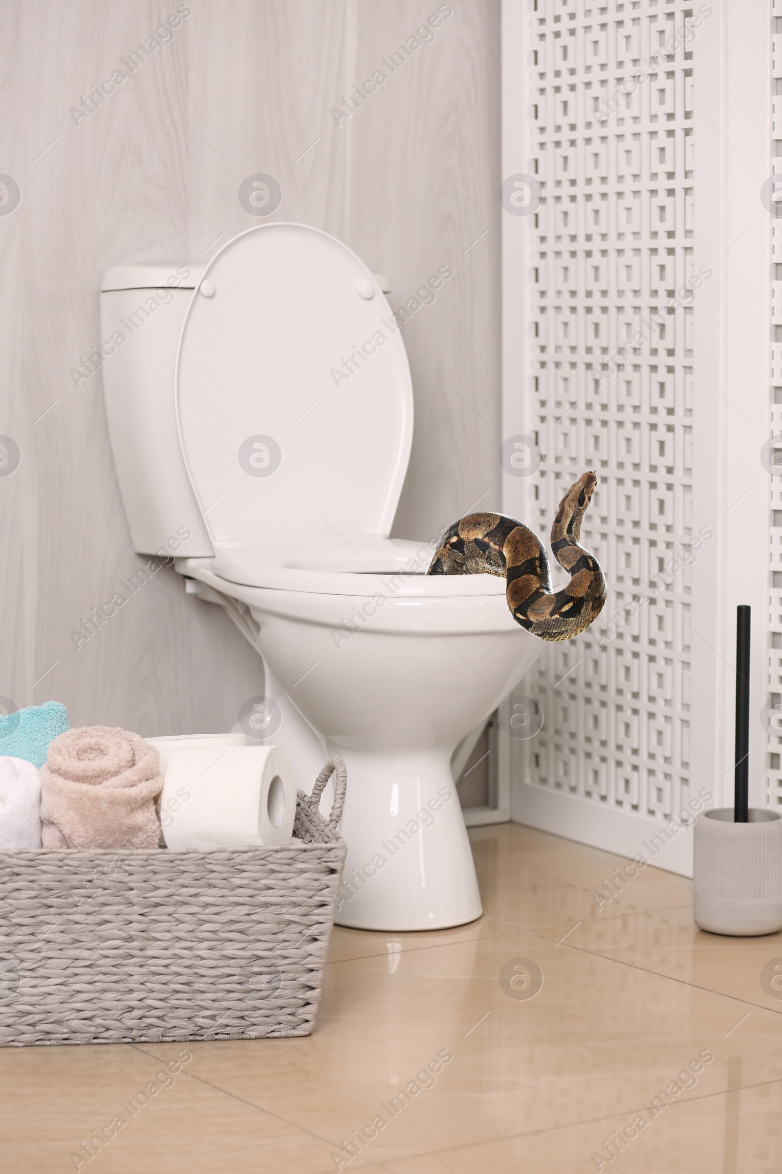 Image of Brown boa constrictor crawling out from toilet bowl in bathroom 