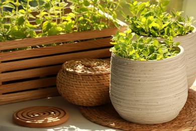 Photo of Aromatic potted oregano on light grey table