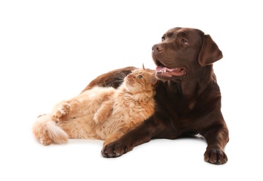 Photo of Cat and dog together isolated on white. Fluffy friends