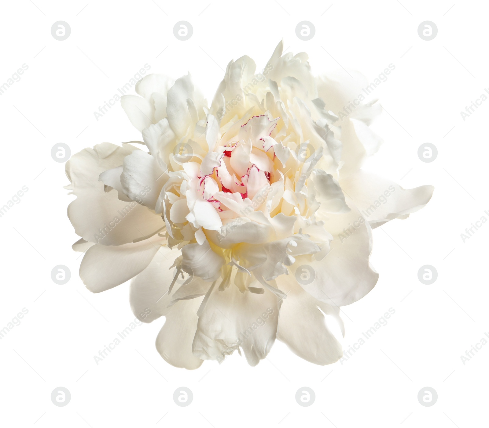 Photo of Beautiful blooming peony flower on white background