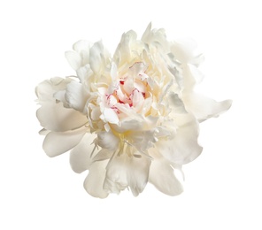 Photo of Beautiful blooming peony flower on white background