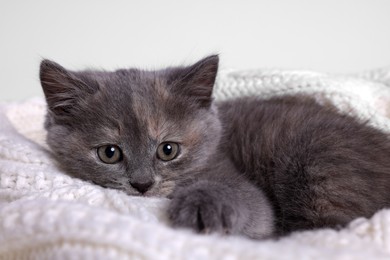Photo of Cute fluffy kitten in white knitted blanket against light background