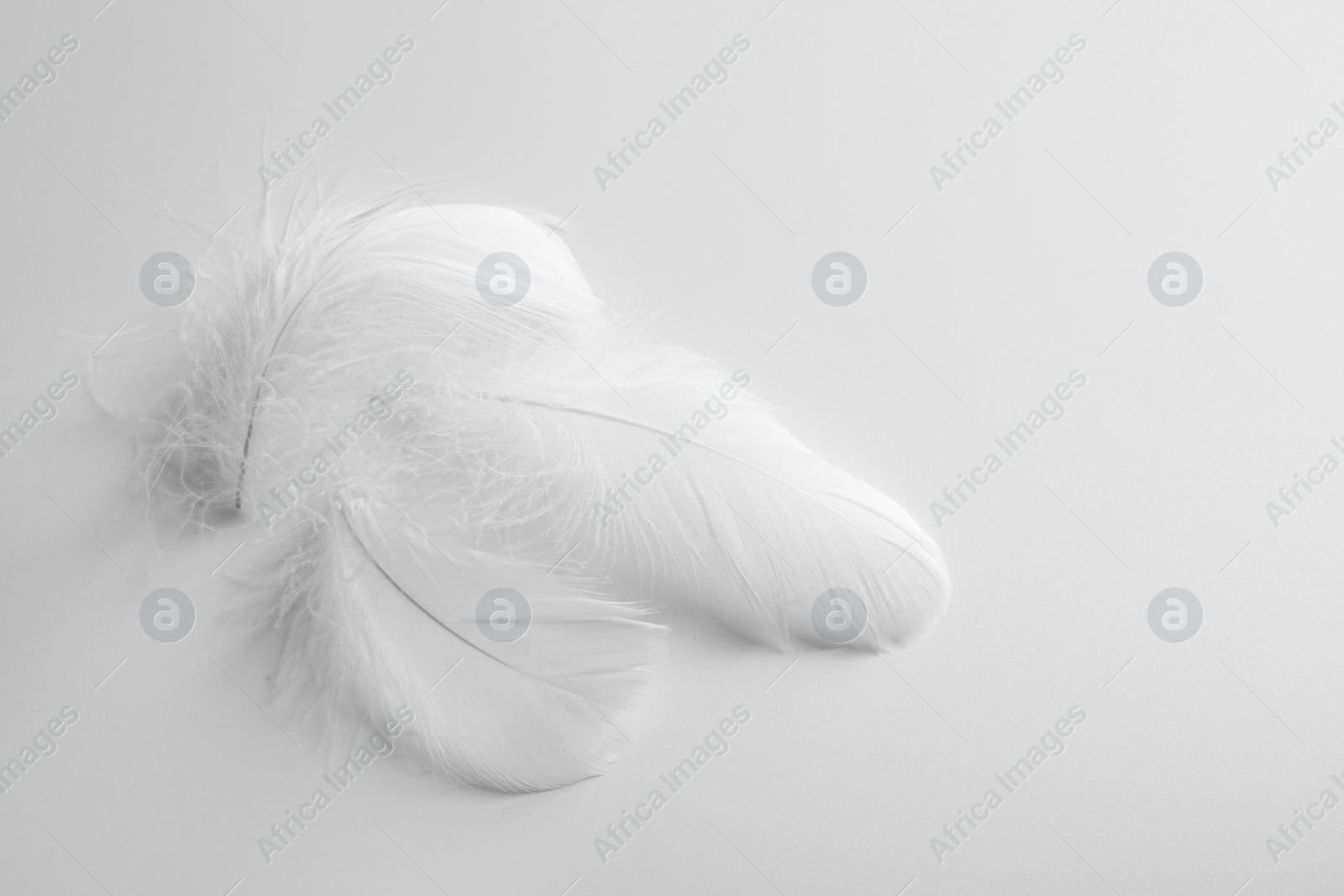 Photo of Beautiful fluffy bird feathers on white background. Space for text