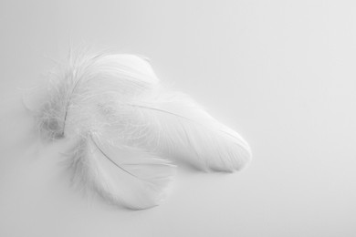 Photo of Beautiful fluffy bird feathers on white background. Space for text
