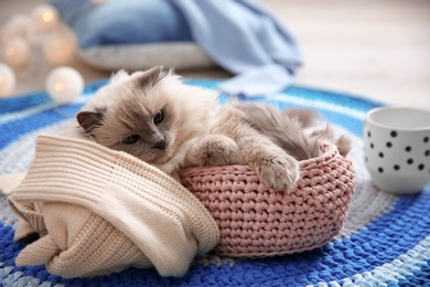 Photo of Cute cat in basket at home. Warm and cozy winter