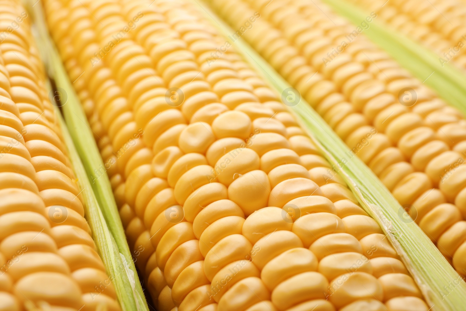 Photo of Tasty sweet corn cobs as background, closeup