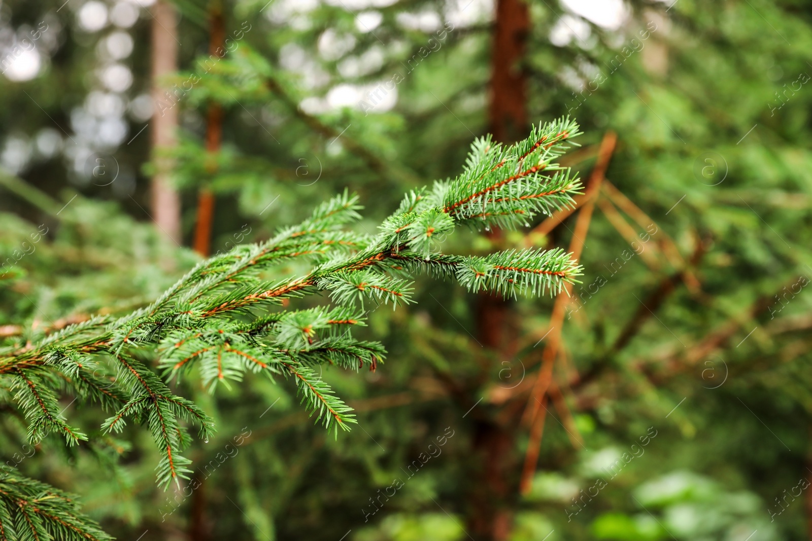 Photo of Beautiful fir with green branches in forest, closeup