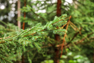 Photo of Beautiful fir with green branches in forest, closeup