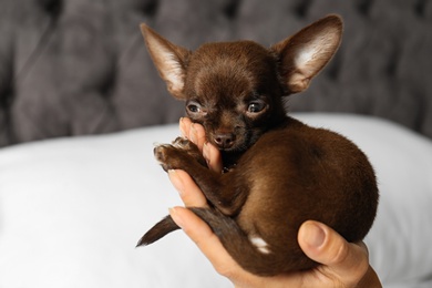 Woman holding sleepy cute small Chihuahua dog against blurred background, closeup