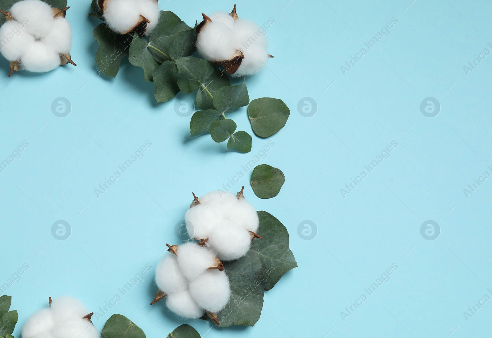 Photo of Frame of cotton flowers and eucalyptus leaves on light blue background, flat lay. Space for text