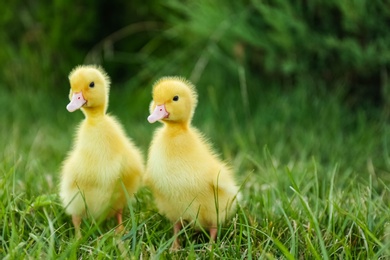 Photo of Cute fluffy goslings on green grass, space for text. Farm animals