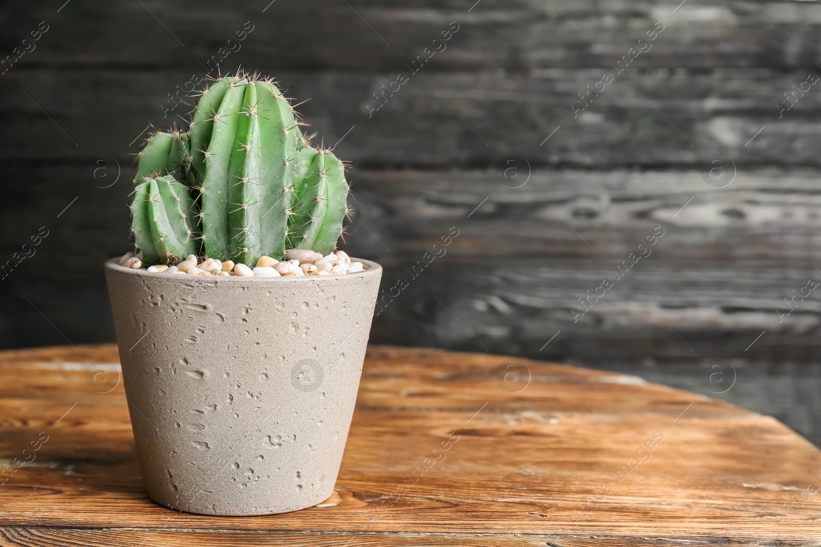 Photo of Beautiful cactus on wooden table