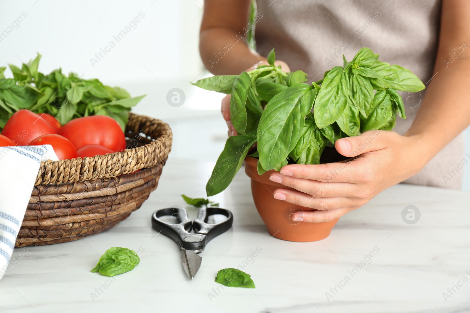 Photo of Woman picking fresh basil at white table in kitchen, closeup