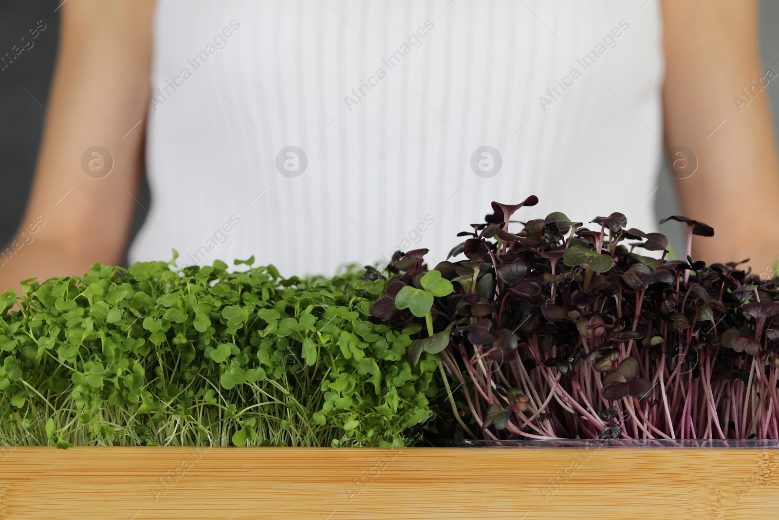 Photo of Woman with wooden crate of different fresh microgreens on grey background, closeup