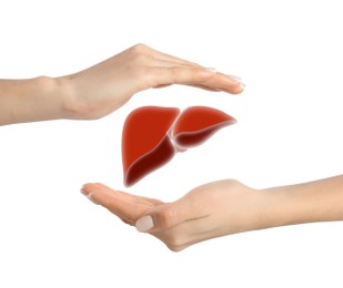 Image of Woman holding hands around illustration of liver on white background, closeup
