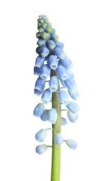 Photo of Beautiful spring muscari flower on white background