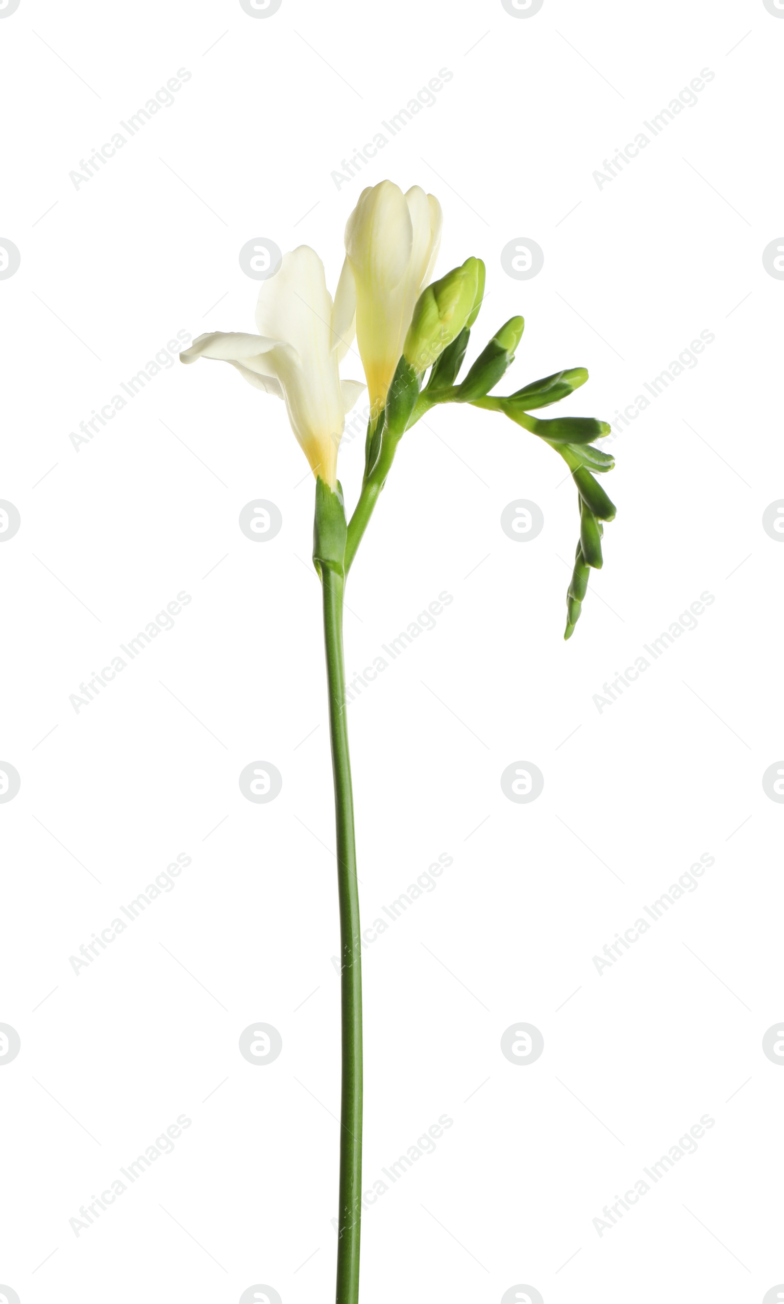 Photo of Beautiful blooming freesia flower isolated on white