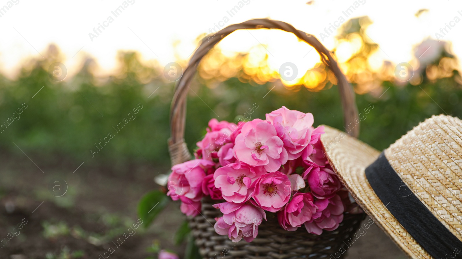 Photo of Wicker basket with straw hat and roses outdoors. Gardening