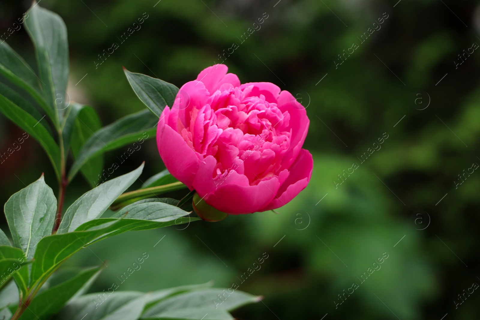 Photo of Beautiful pink peony growing in garden, closeup