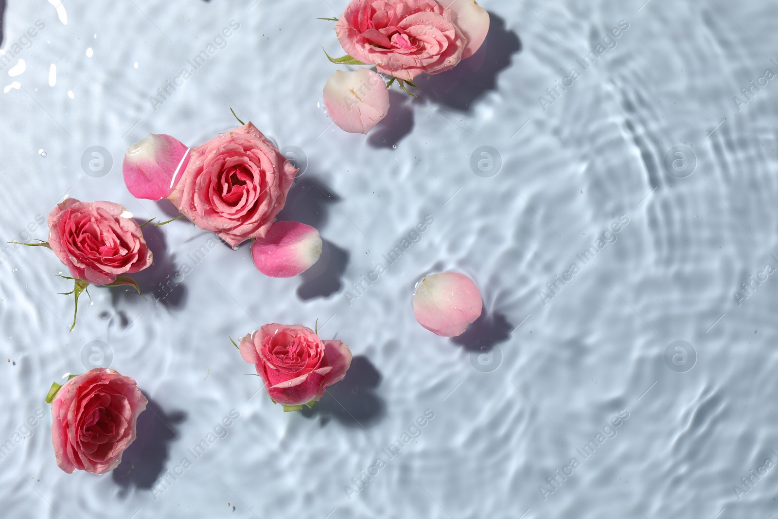 Photo of Beautiful roses and petals in water on light blue background, top view. Space for text