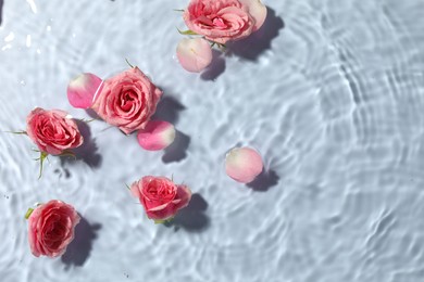 Photo of Beautiful roses and petals in water on light blue background, top view. Space for text