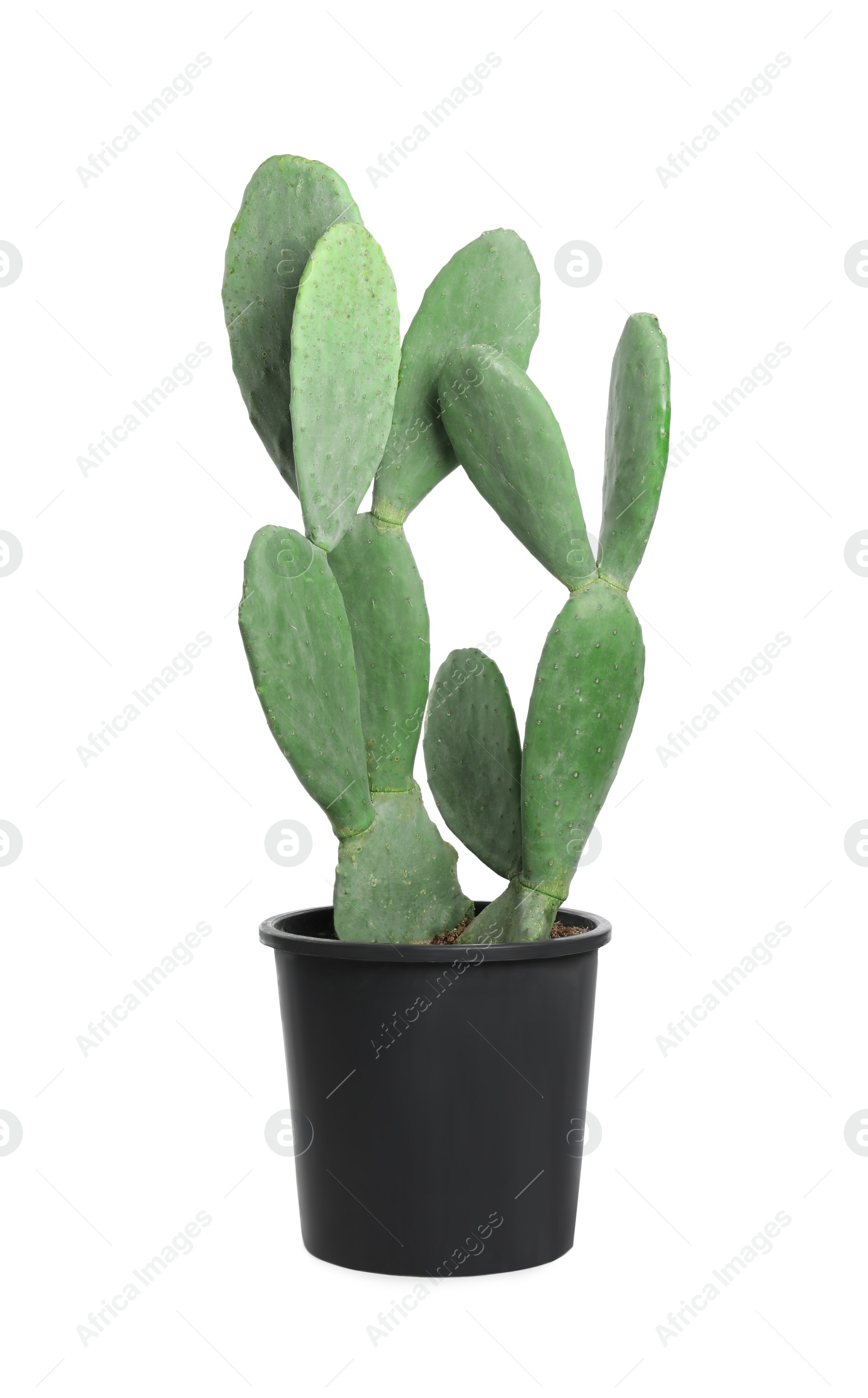 Photo of Beautiful cactus on white background. Tropical plant