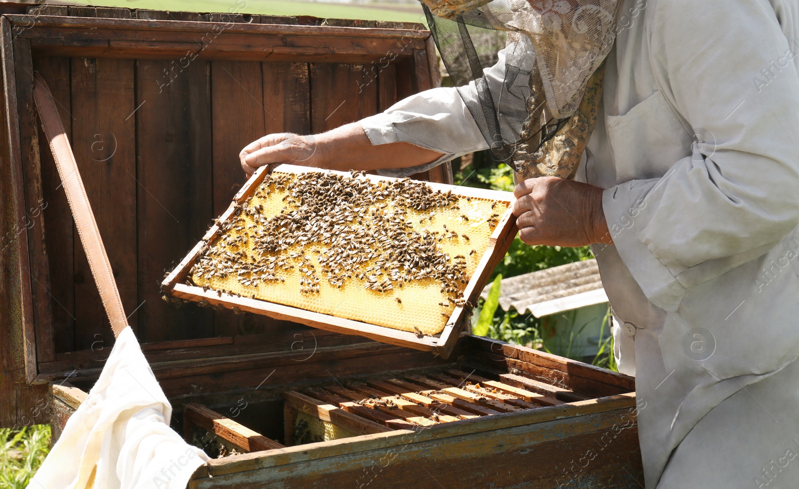 Photo of Beekeeper in uniform with comb frame at apiary, closeup