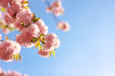 Beautiful blossoming sakura tree with pink flowers against blue sky, space for text. Spring season