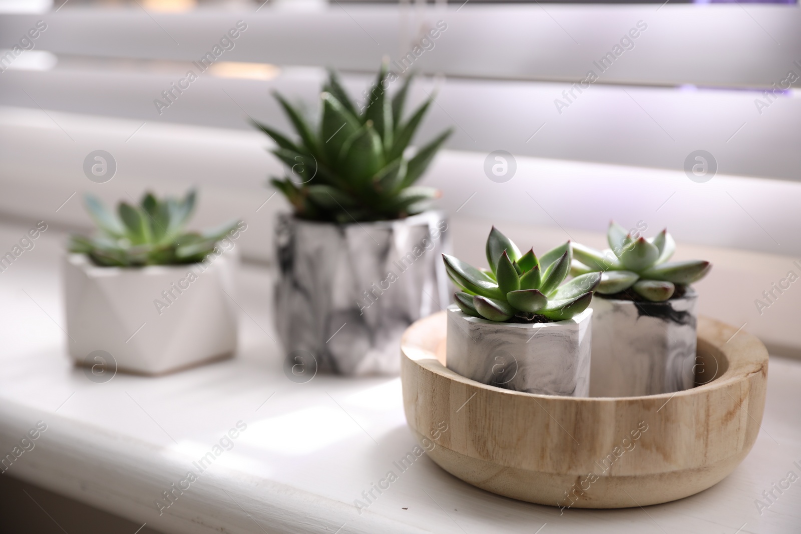 Photo of Beautiful potted succulents on white window sill Space for text