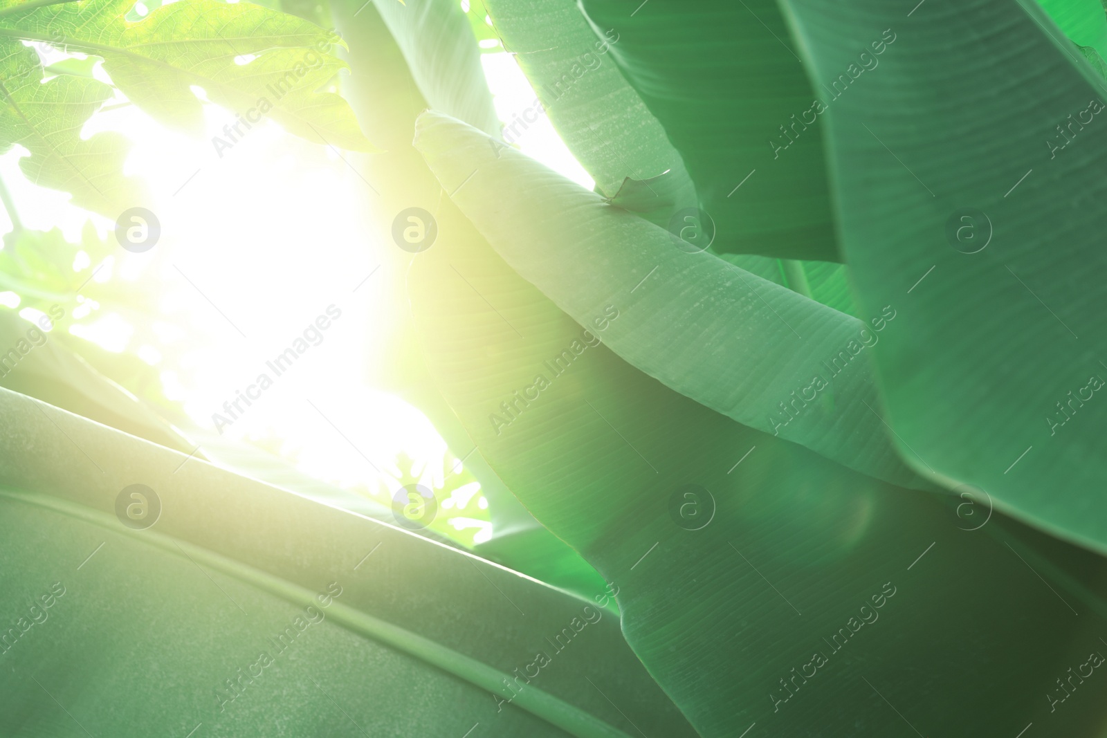 Photo of Banana tree with green leaves growing outdoors, closeup