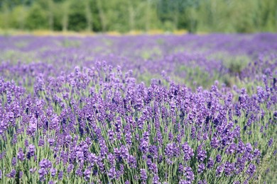 Beautiful view of blooming lavender growing in field