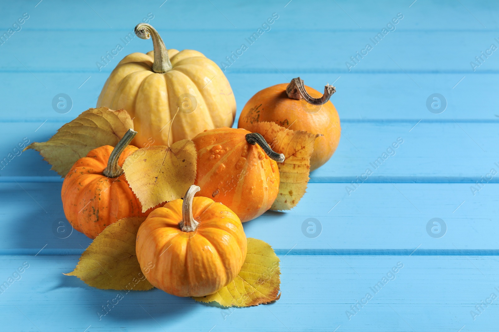 Photo of Thanksgiving day. Different pumpkins and dry leaves on light blue wooden table, space for text