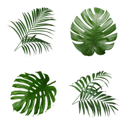 Image of Set with different tropical leaves on white background