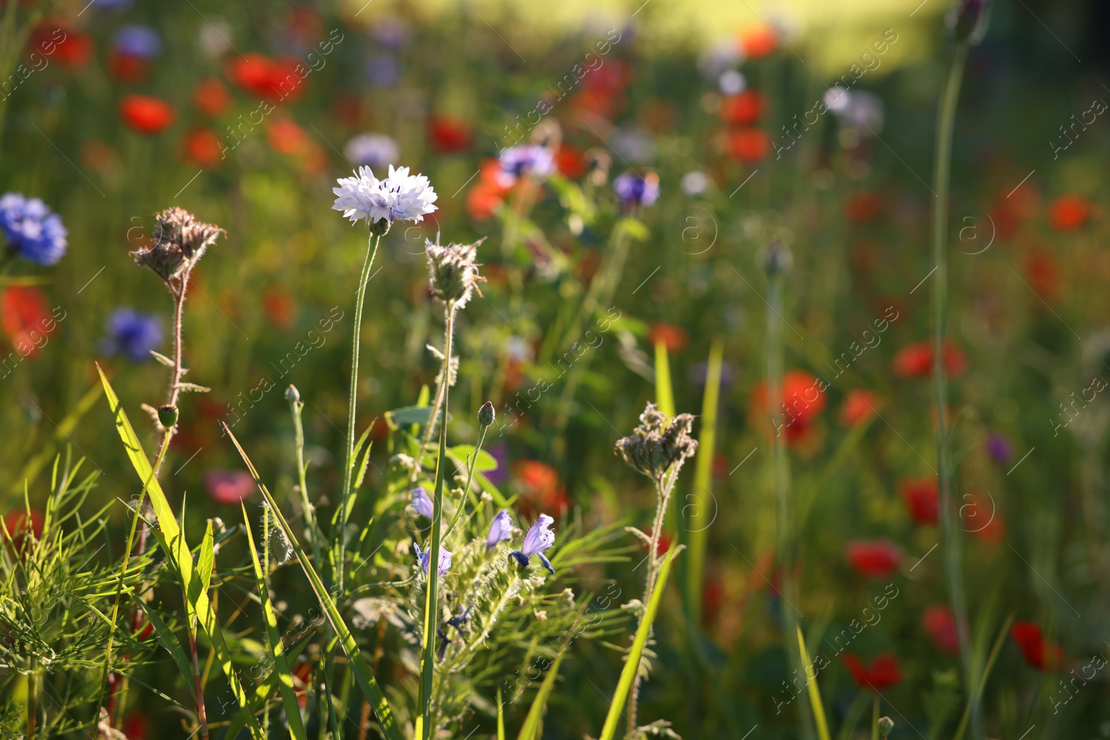 Photo of Beautiful wild flowers growing outdoors, closeup. Space for text