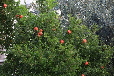 Photo of Pomegranate tree with ripe fruits growing outdoors