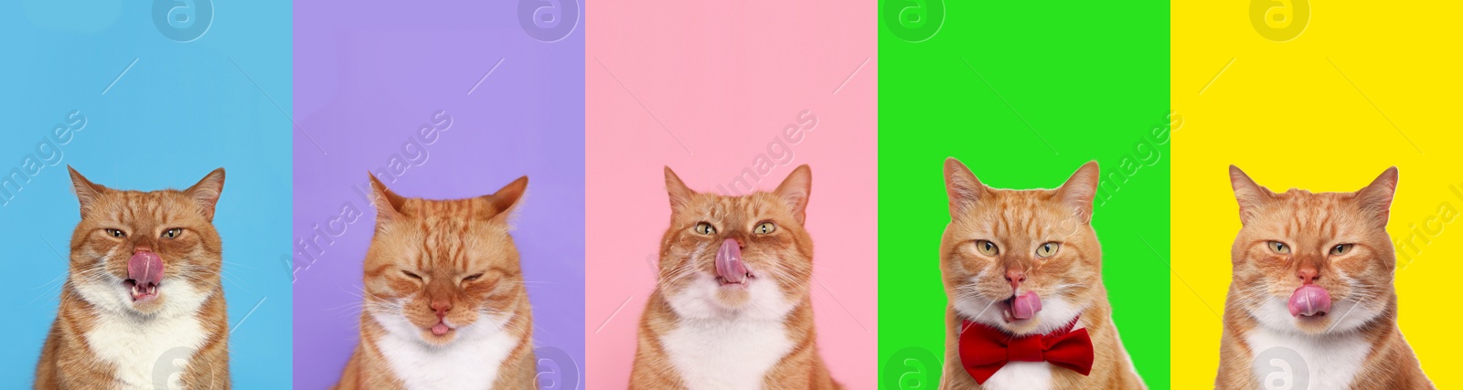 Image of Cute red cat showing tongue, collection of photos on different colors backgrounds