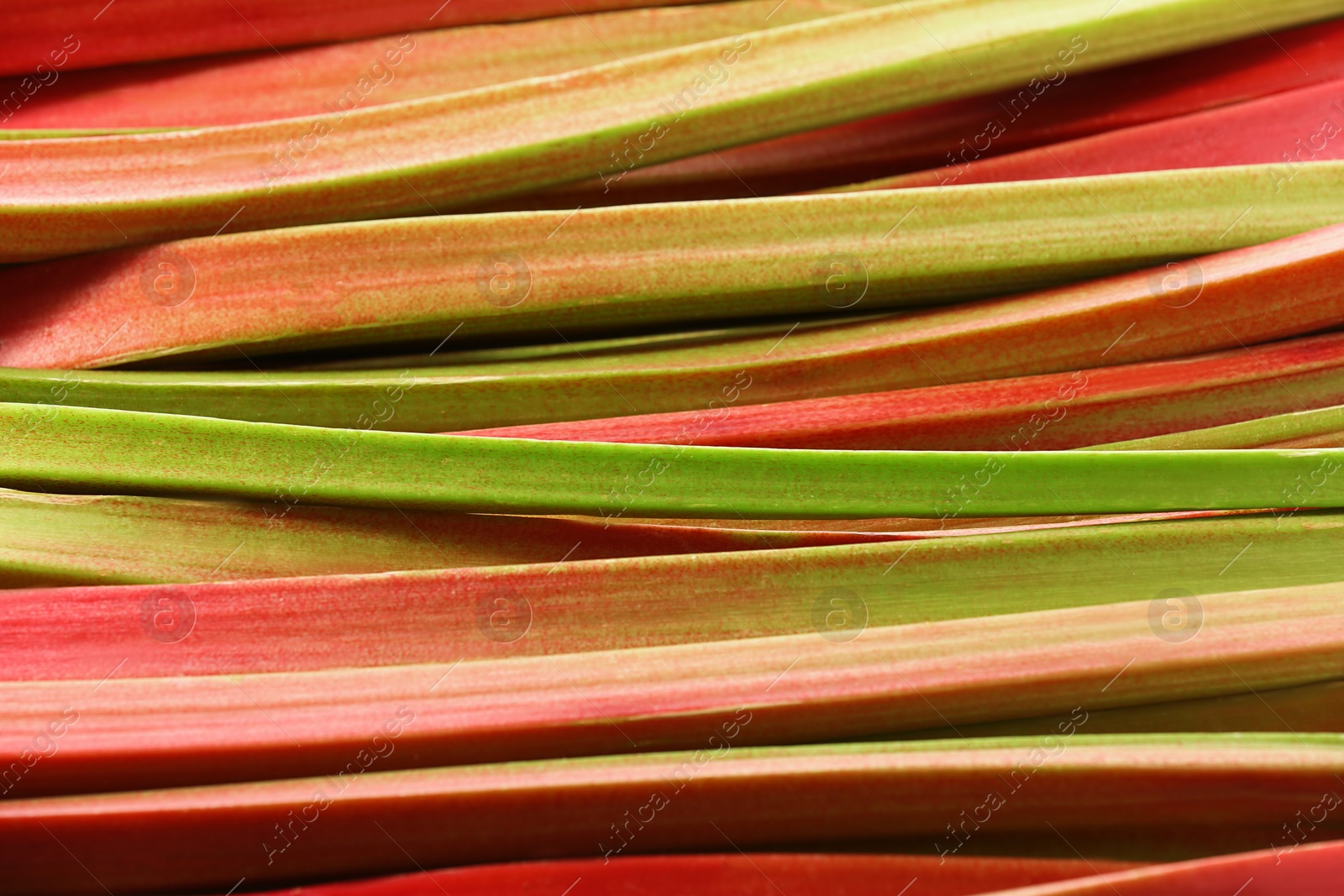 Photo of Many ripe rhubarb stalks as background, closeup