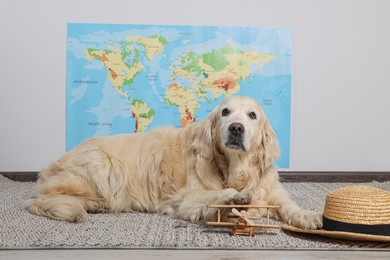 Cute golden retriever, straw hat and toy airplane on floor near world map indoors. Travelling with pet