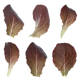 Image of Fresh red lettuce leaves on white background