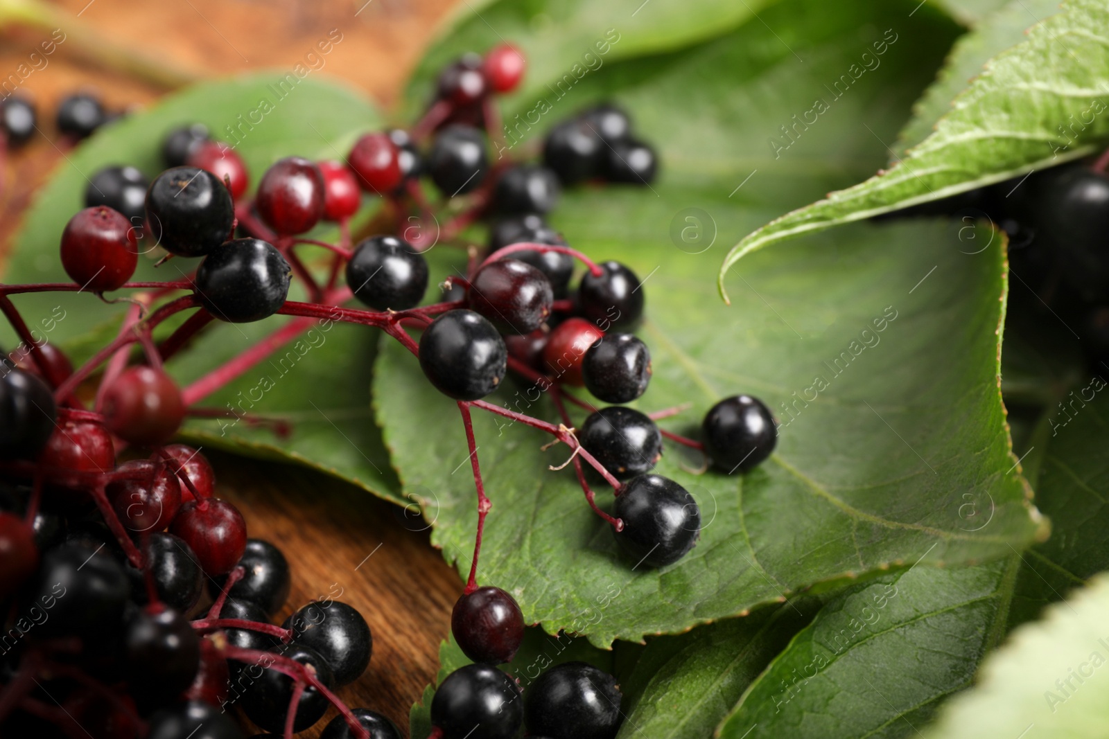 Photo of Elderberries (Sambucus) with green leaves on wooden table, closeup