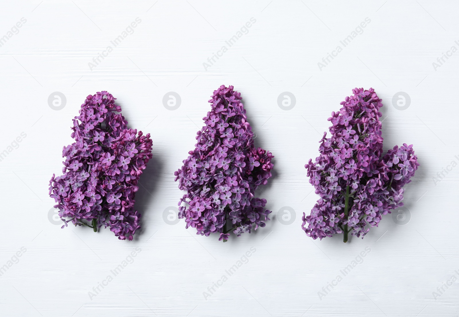 Photo of Beautiful lilac blossom on white wooden background, flat lay